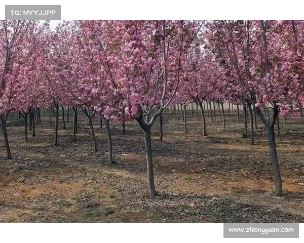 高地红石榴种植与养护的关键技巧及注意事项分析 高地红石榴种植与养护的关键技巧及注意事项分析